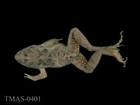 藏品(澤蛙)的圖片